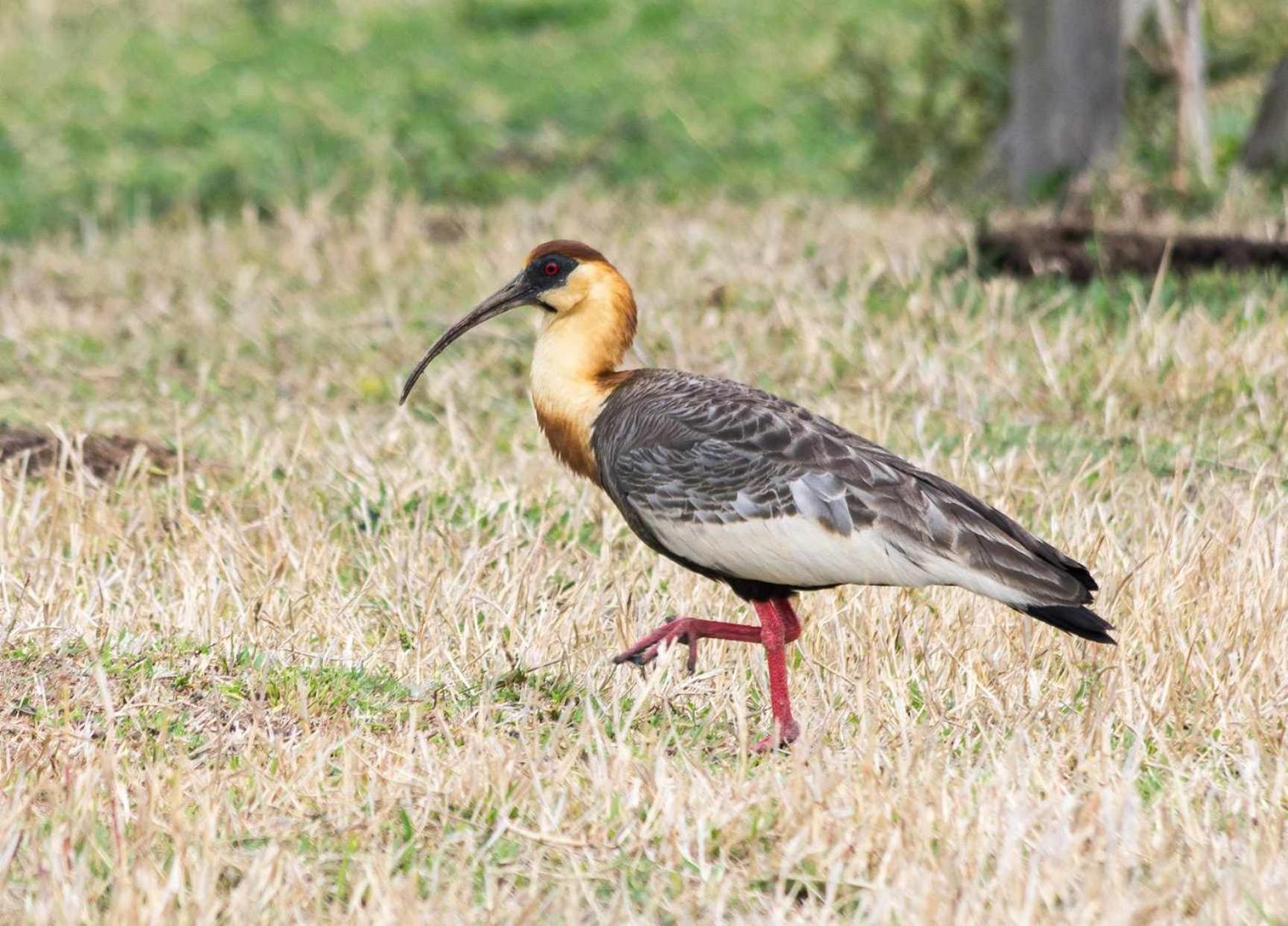 Sitio No Interior De Sp Para Curtir A Natureza Aguas da Prata Εξωτερικό φωτογραφία
