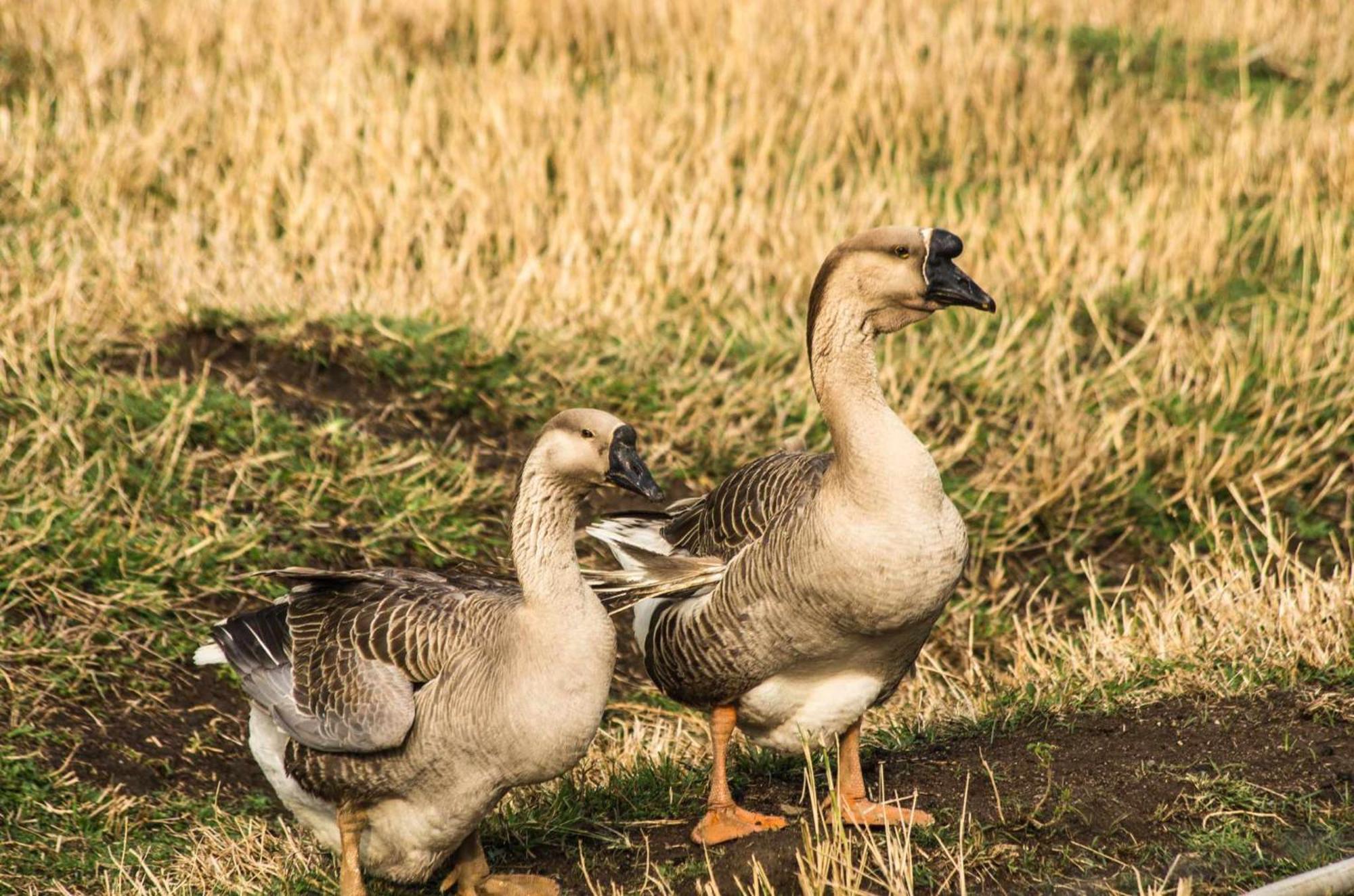Sitio No Interior De Sp Para Curtir A Natureza Aguas da Prata Εξωτερικό φωτογραφία