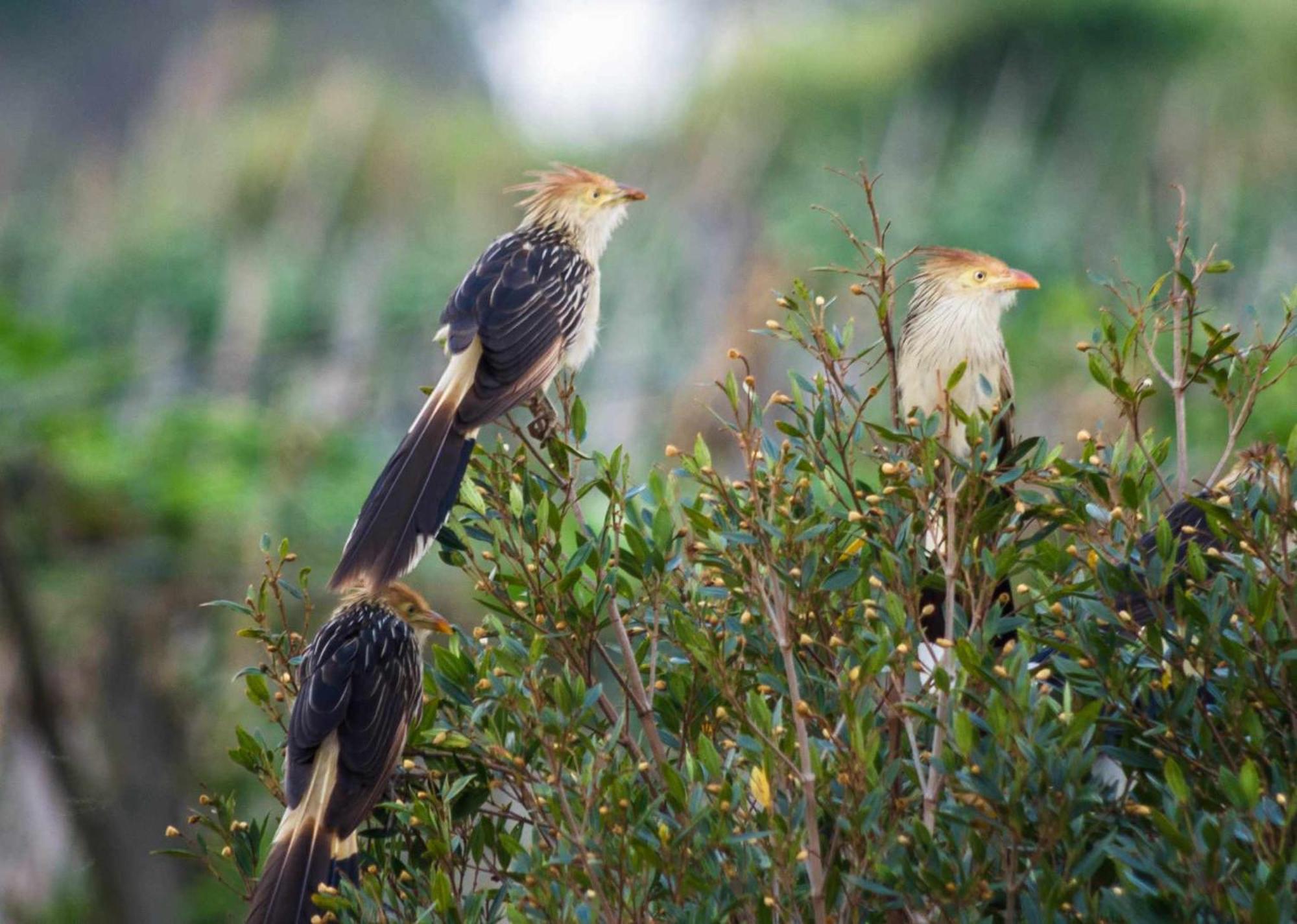 Sitio No Interior De Sp Para Curtir A Natureza Aguas da Prata Εξωτερικό φωτογραφία
