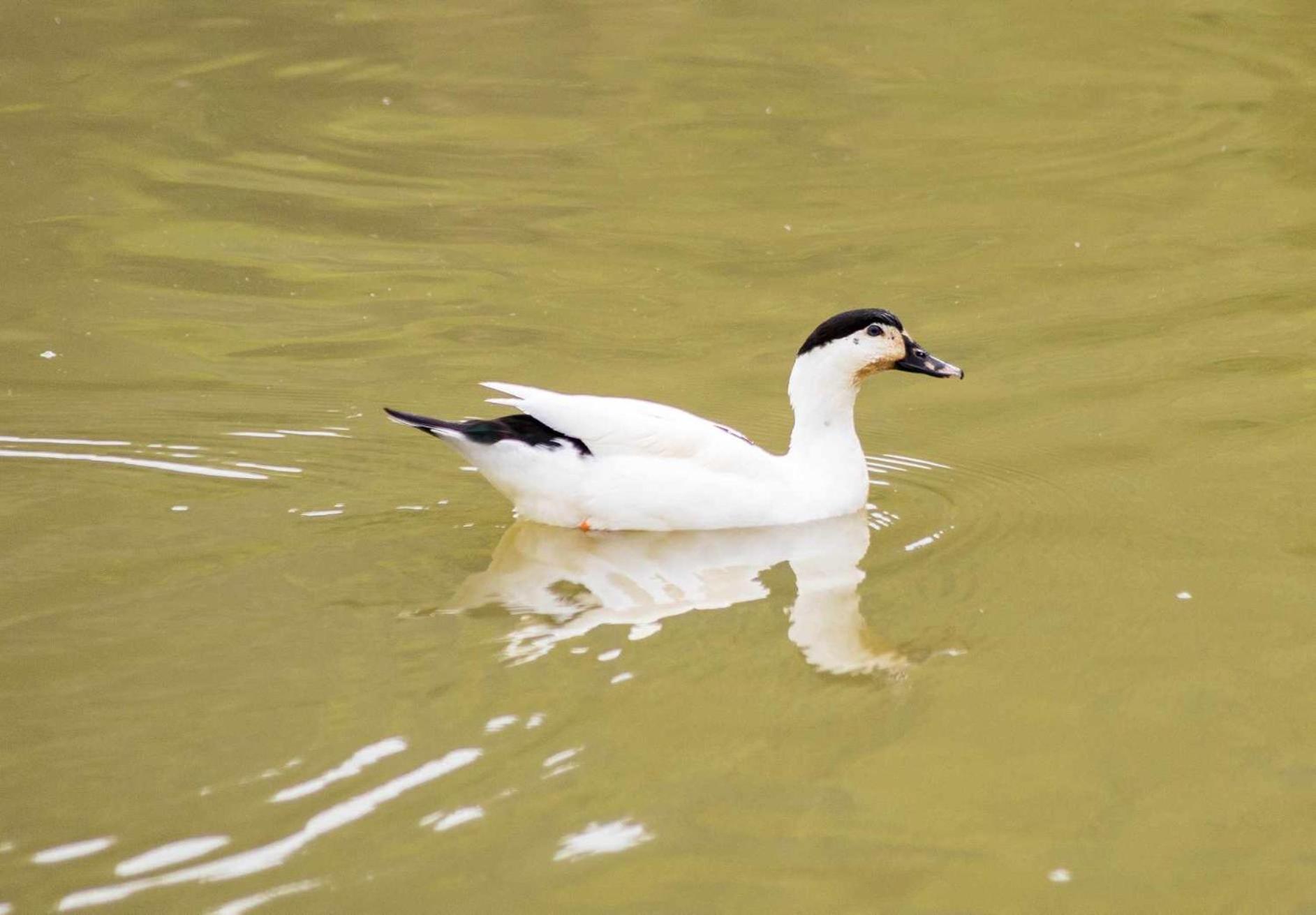 Sitio No Interior De Sp Para Curtir A Natureza Aguas da Prata Εξωτερικό φωτογραφία